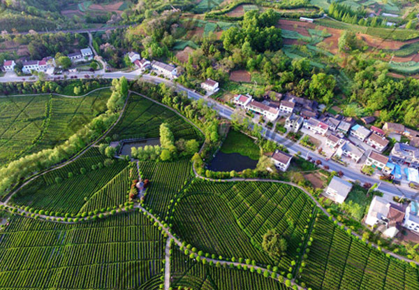 农业项目投资,运营,咨询