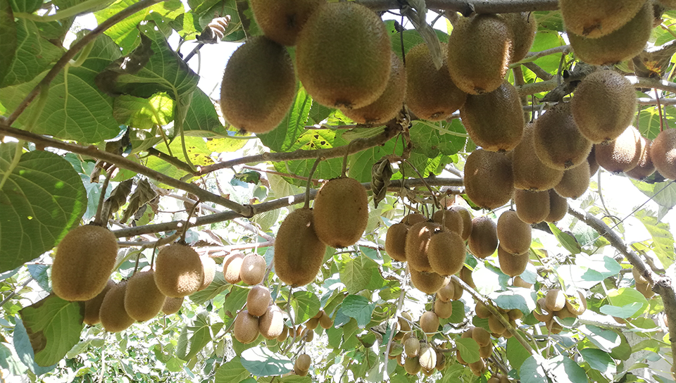 农业项目投资,运营,咨询