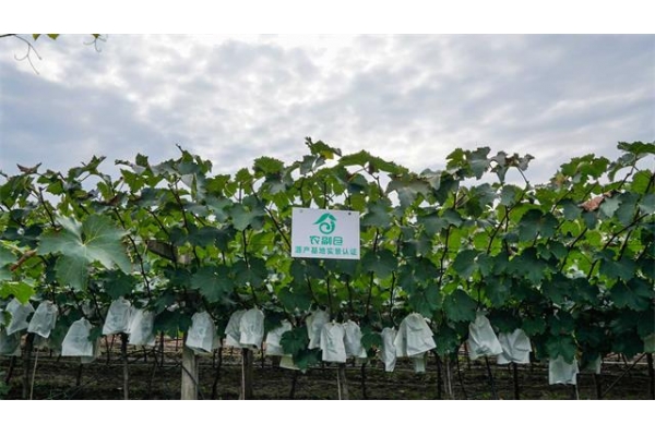 周至猕猴桃 品牌焕新 计划